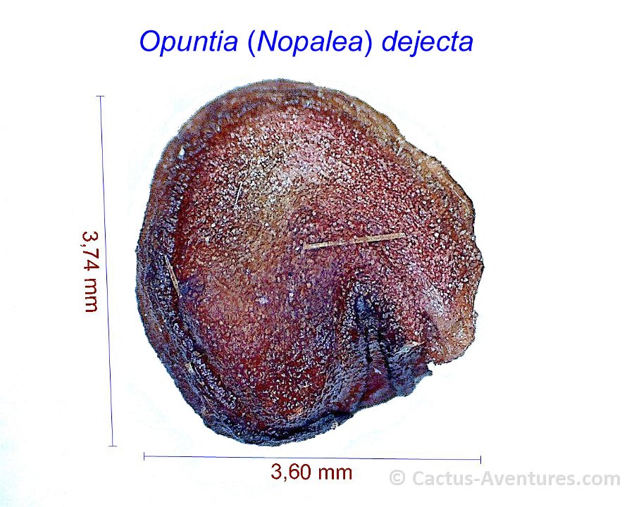Opuntia ex Nopalea dejecta